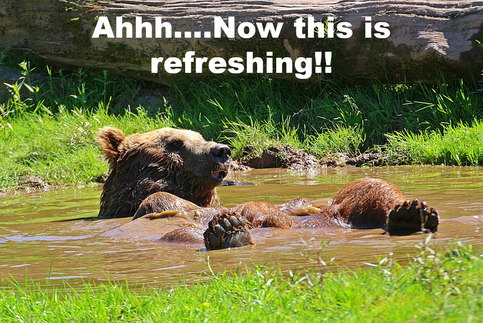 Un oso que se relaja en el agua pensando Ahhh....¡Ahora esto es refrescante!!