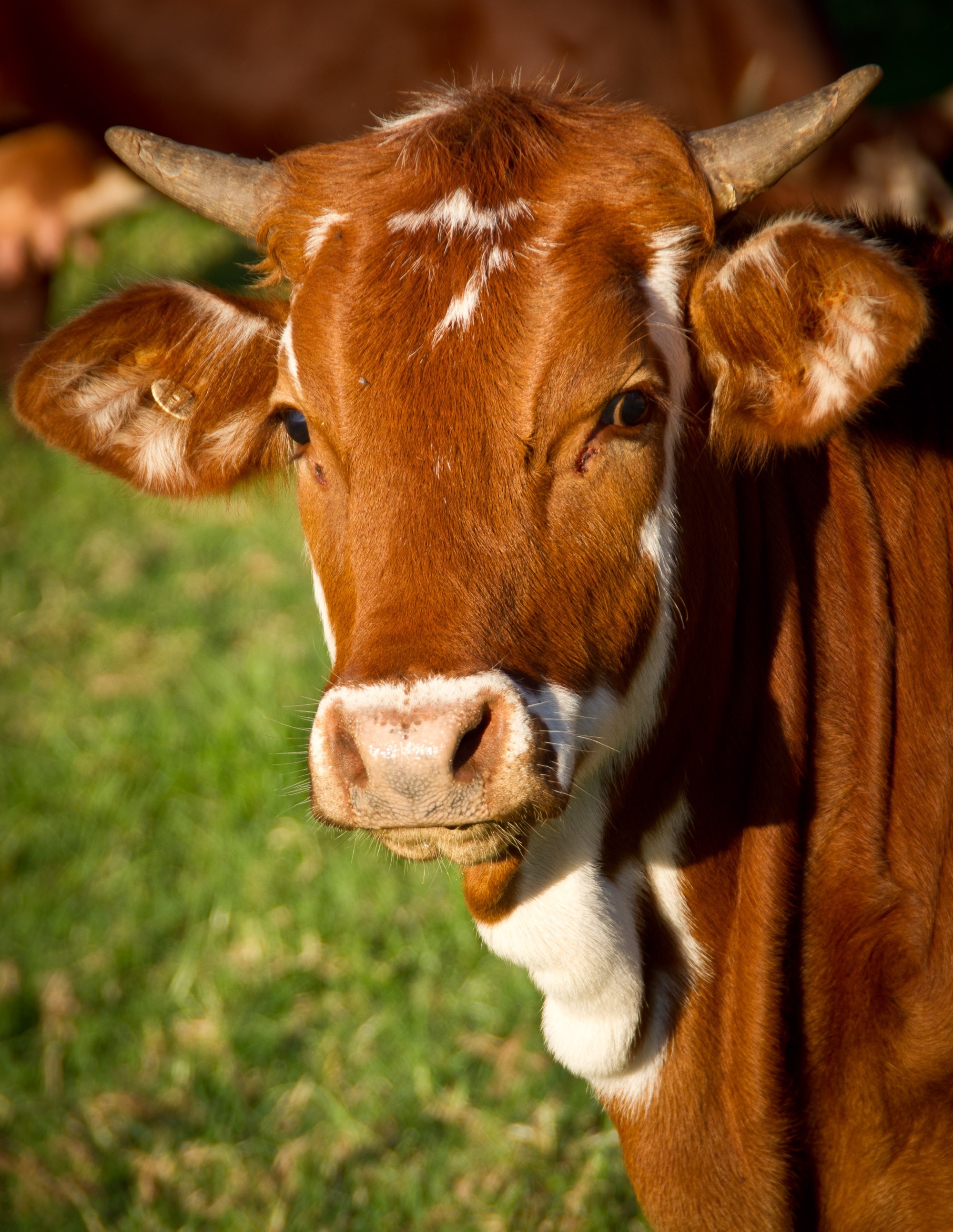A brown cow