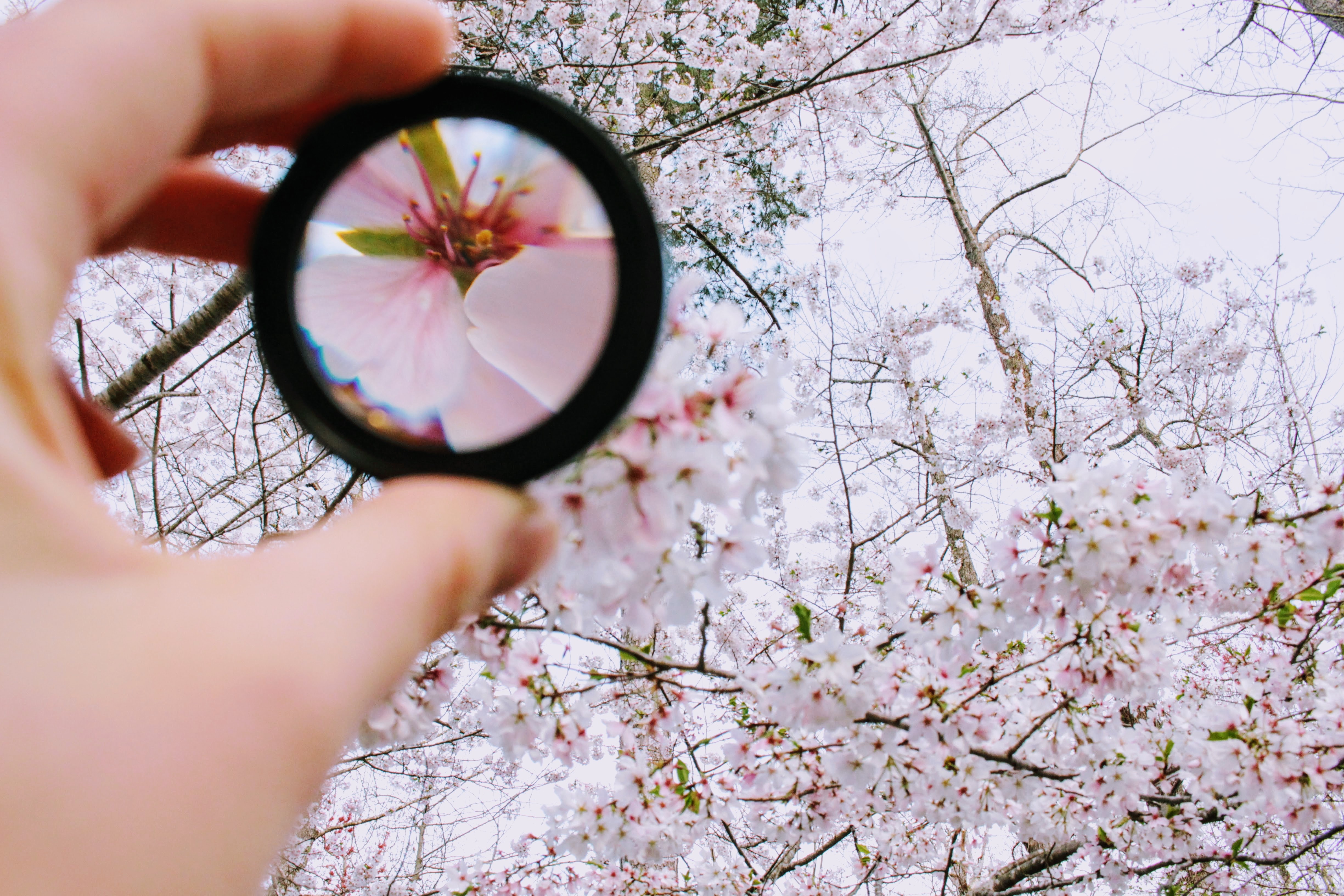 A cherry blossom tree with a magnifying glass focusing on one blossom