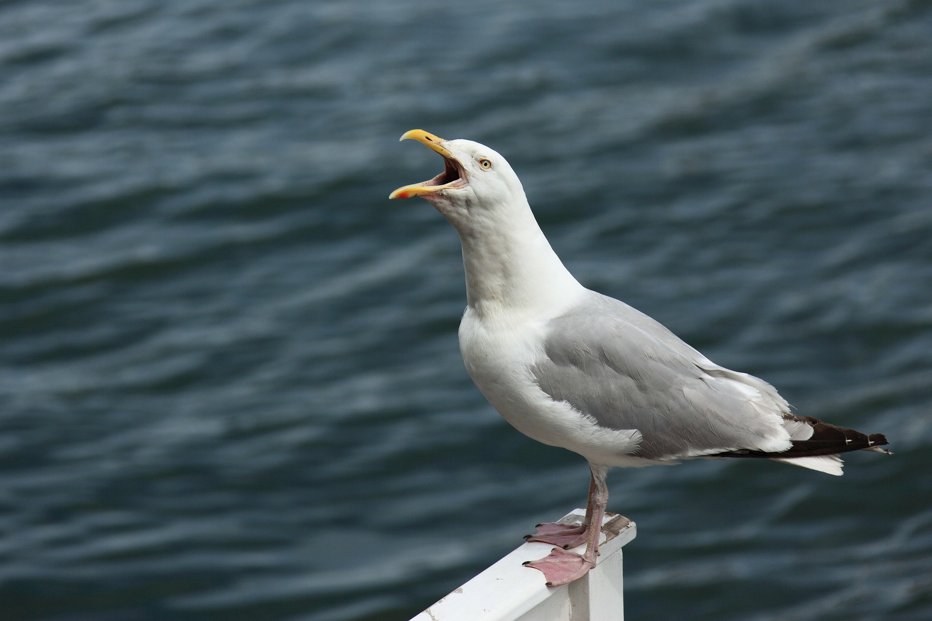 A seagull with an open mouth looking like he is making noise