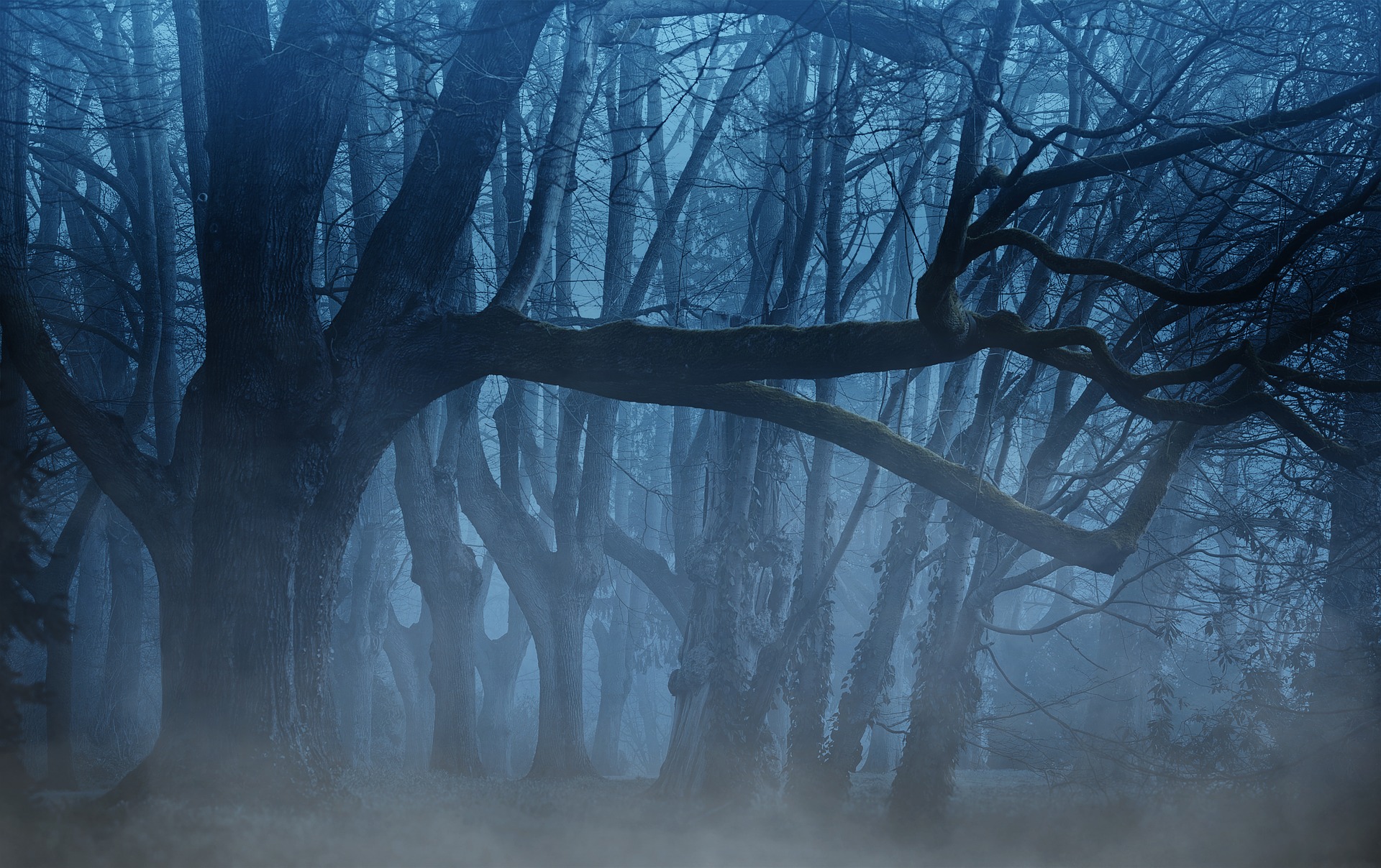 The woods on a foggy night
