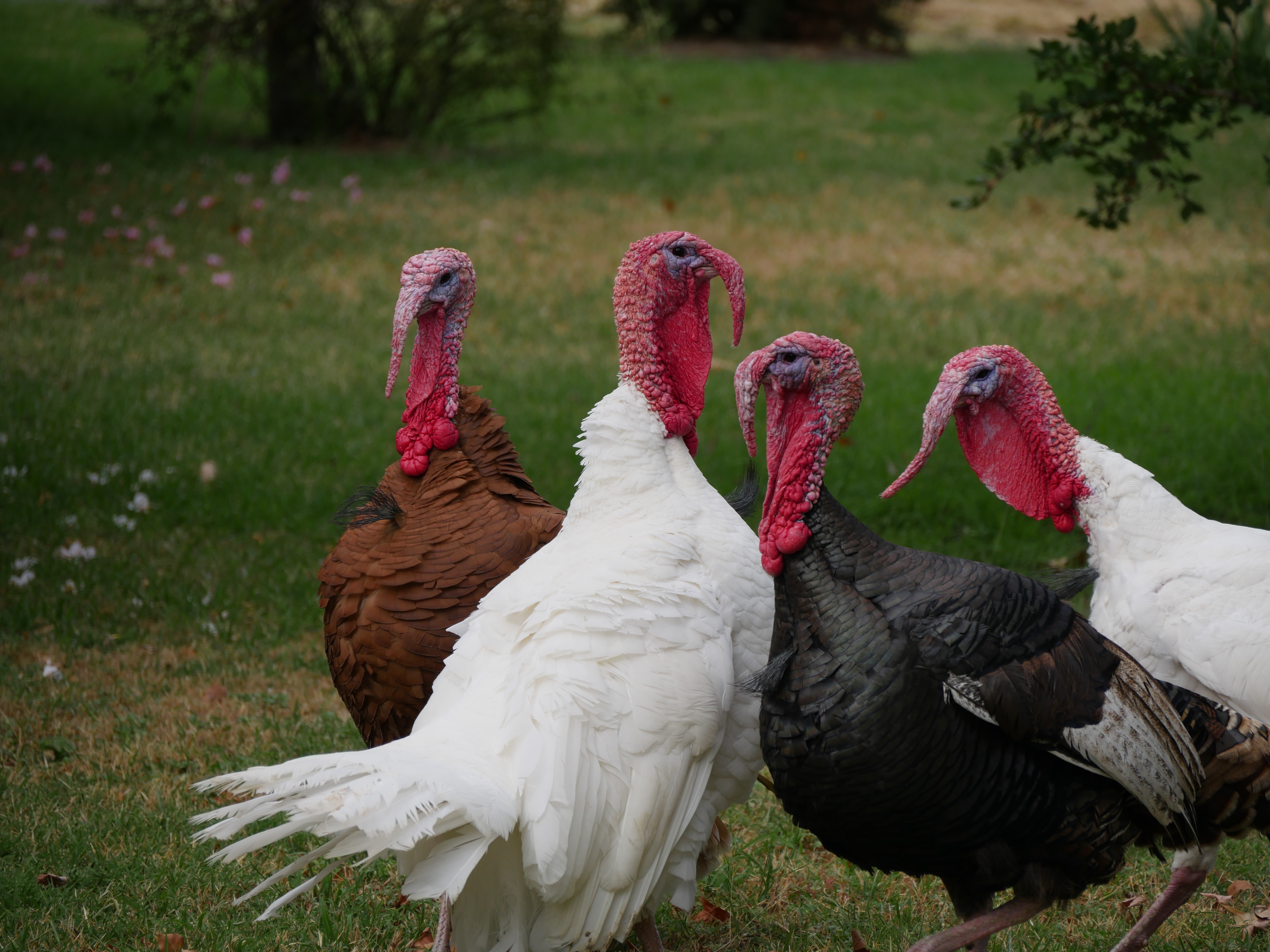 Four turkeys