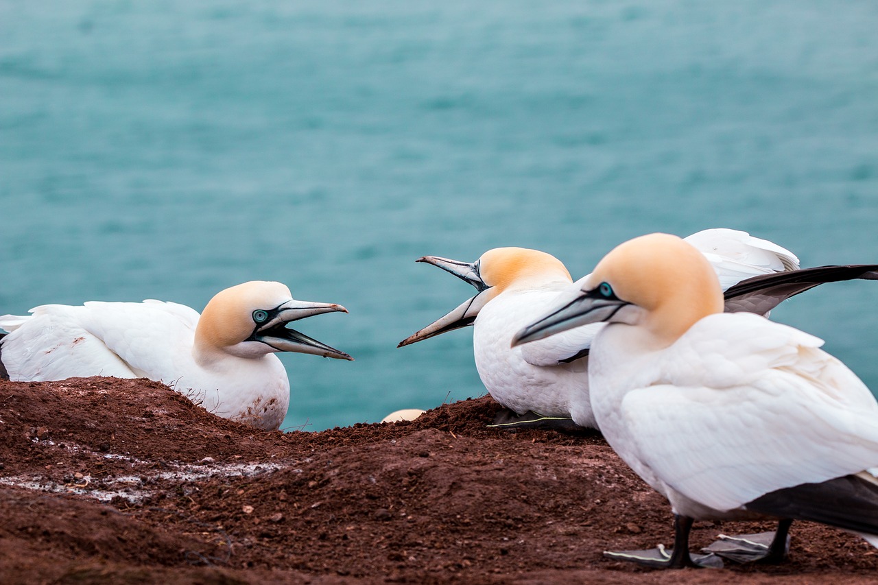 pájaros discutiendo