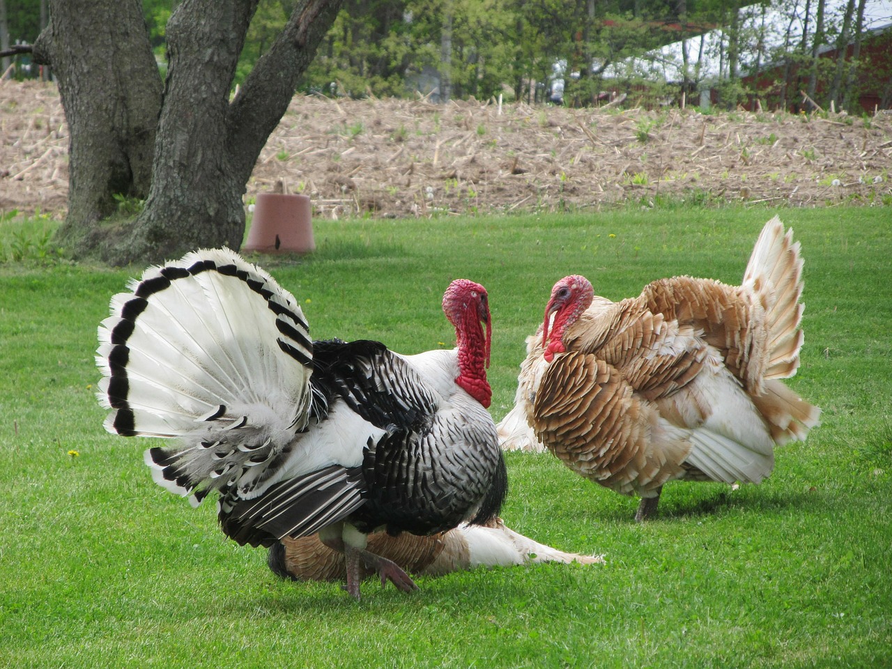 two turkeys