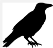 Image of raven.